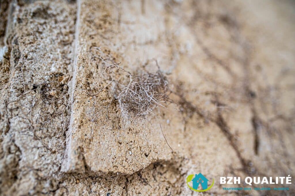 Apparition de  moisissure / champignons