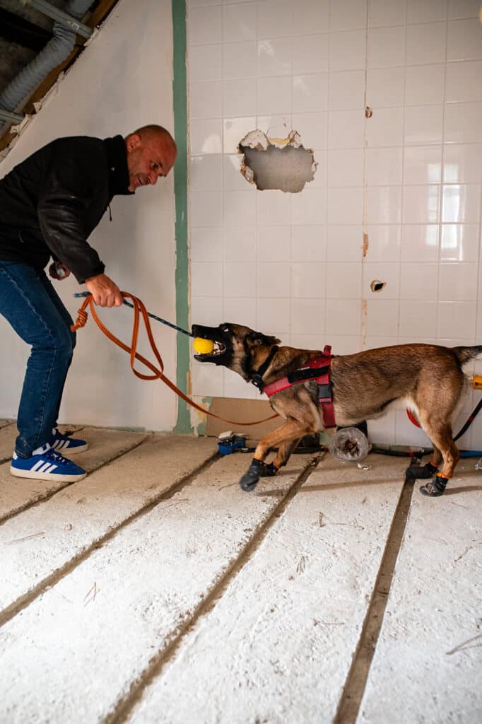 Détection de la mérule avec notre chien