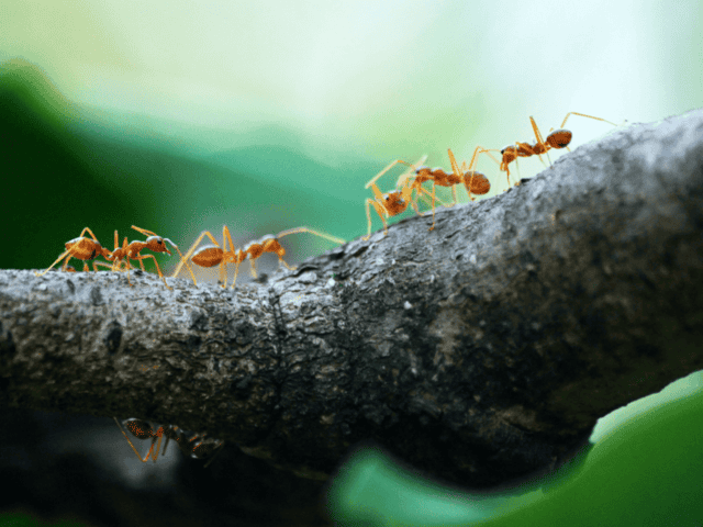 Effective-Pest-Control -for-Ants
