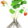 Aardbeien en de Perfecte Grond
