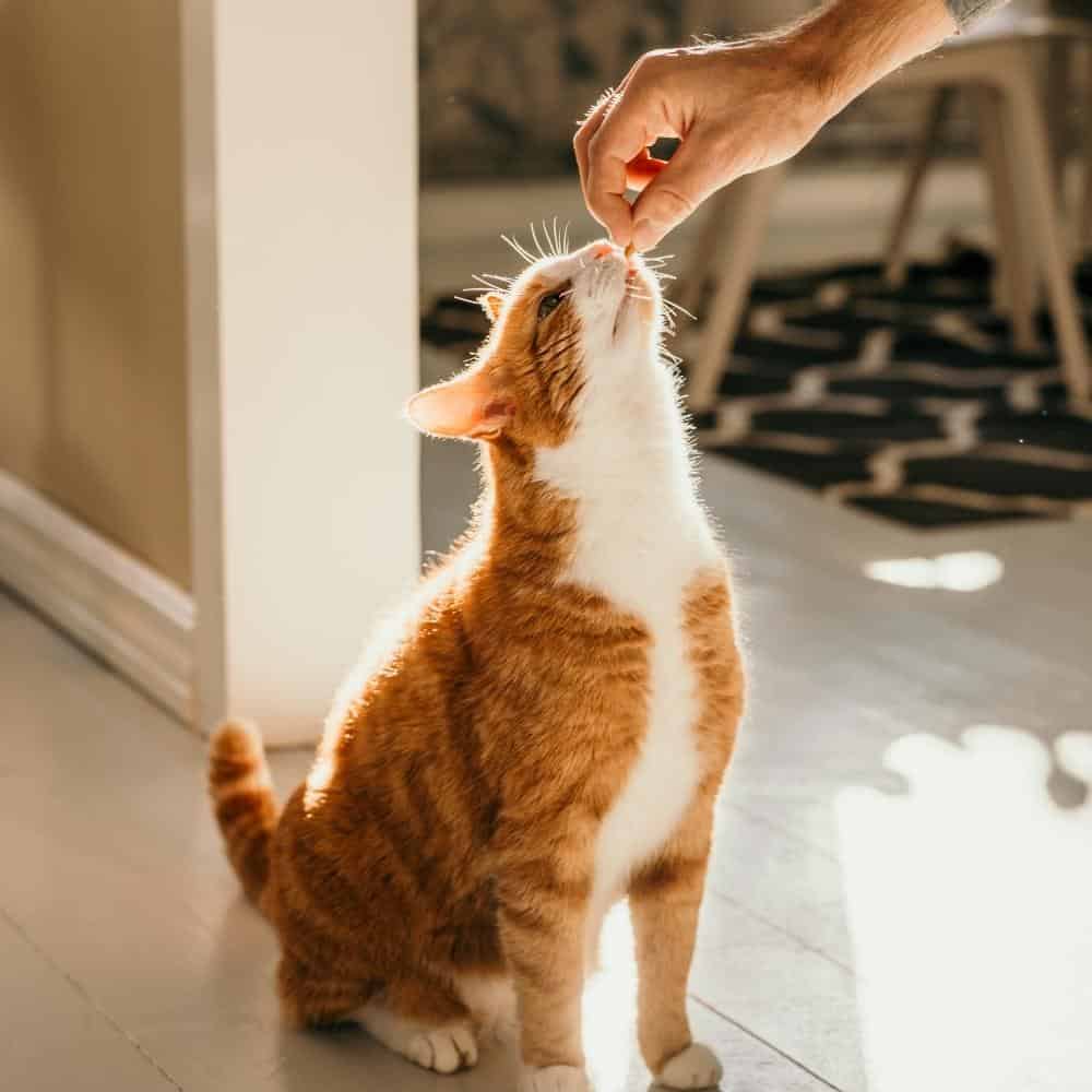 red and white tabby cat taking a calming treat from his guardian