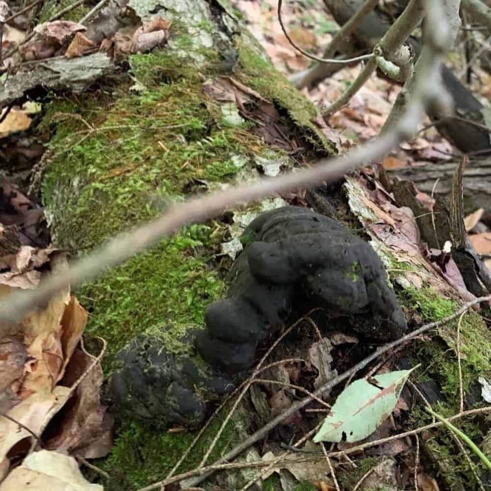 chapman state park mushroom 3