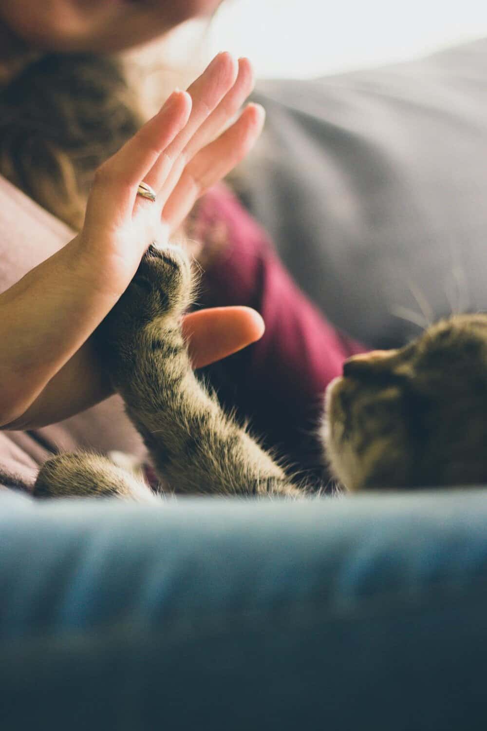 A playful moment between a cat and person, showcasing affection and bonding through a high five.