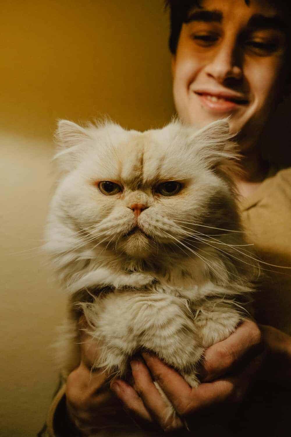 Smiling man holding a fluffy Persian cat, captured in a warm indoor setting.