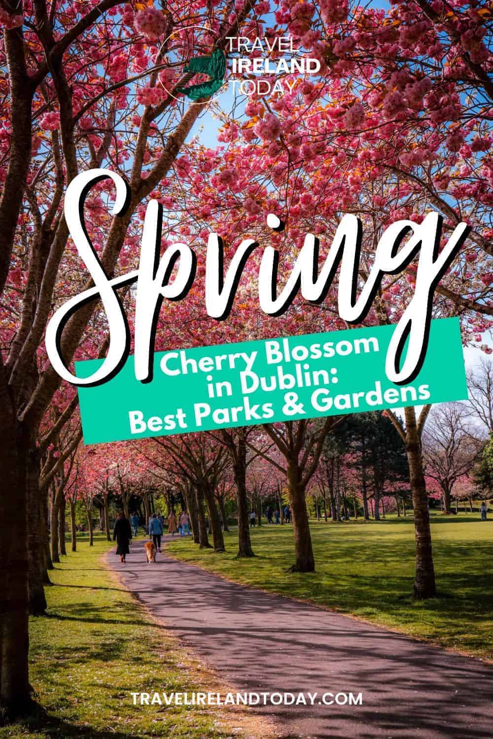 a pinterest post with a photo of cherry blossom behind the text "Spring, Cherry Blossom in Dublin: Best parks & gardens