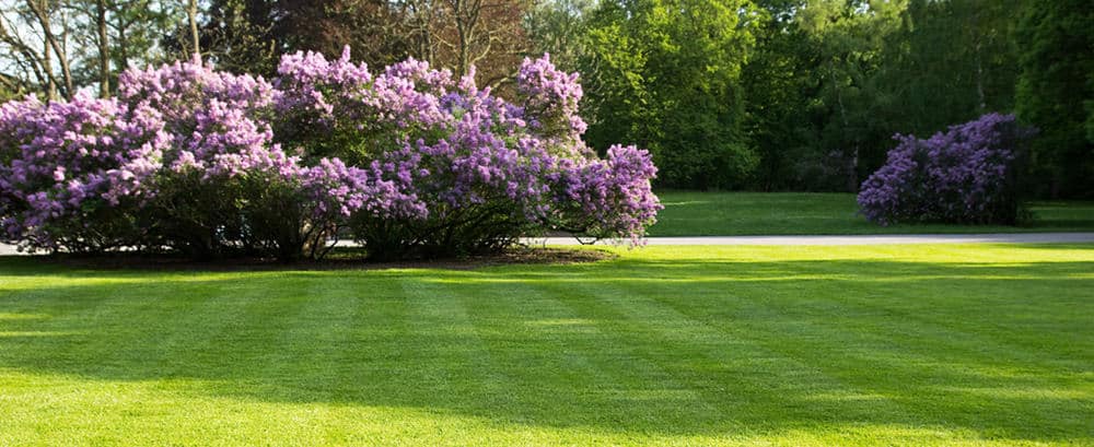 big, green lawn in the spring park