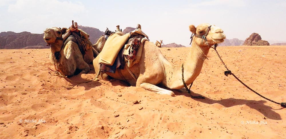 camel wadi rum