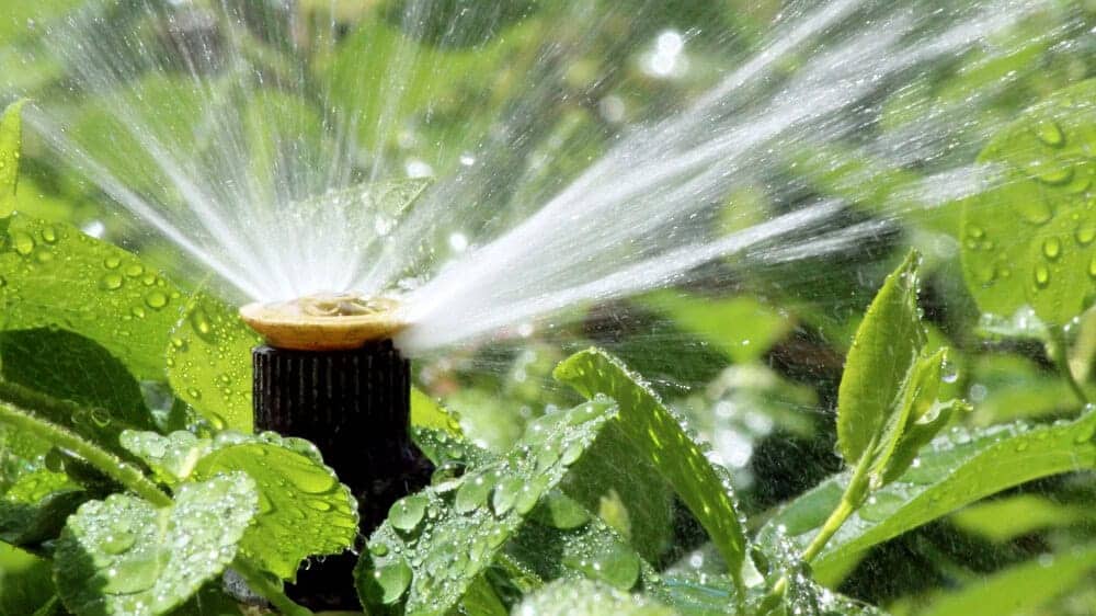 irrigation