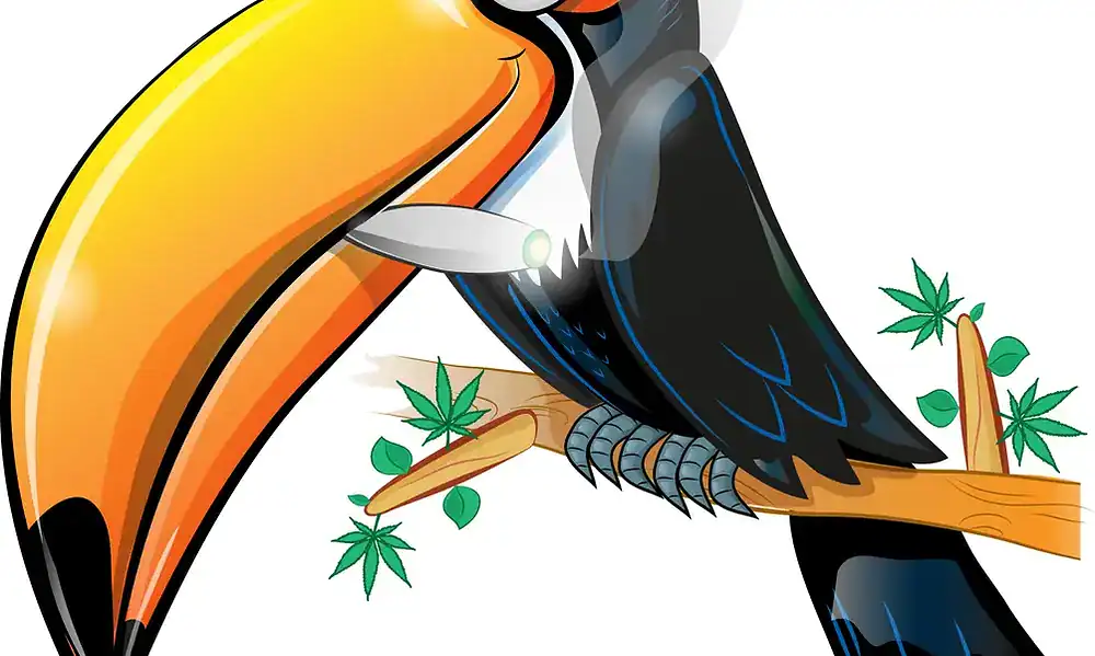 Oleo de canabidiol ´e viciante? Sem chances