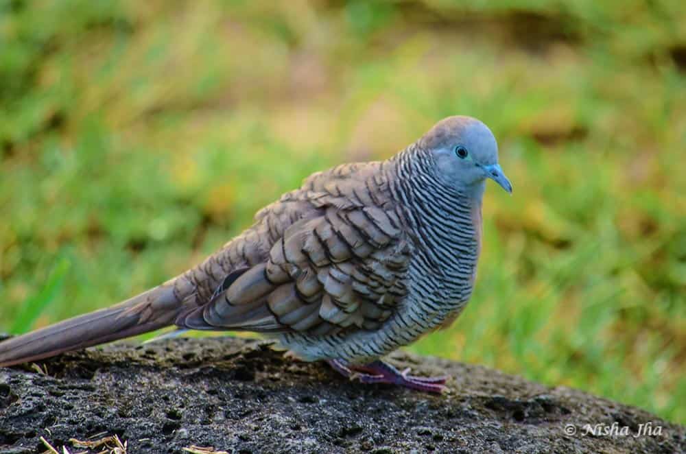pigeon mauritius @www.lemonicks.com