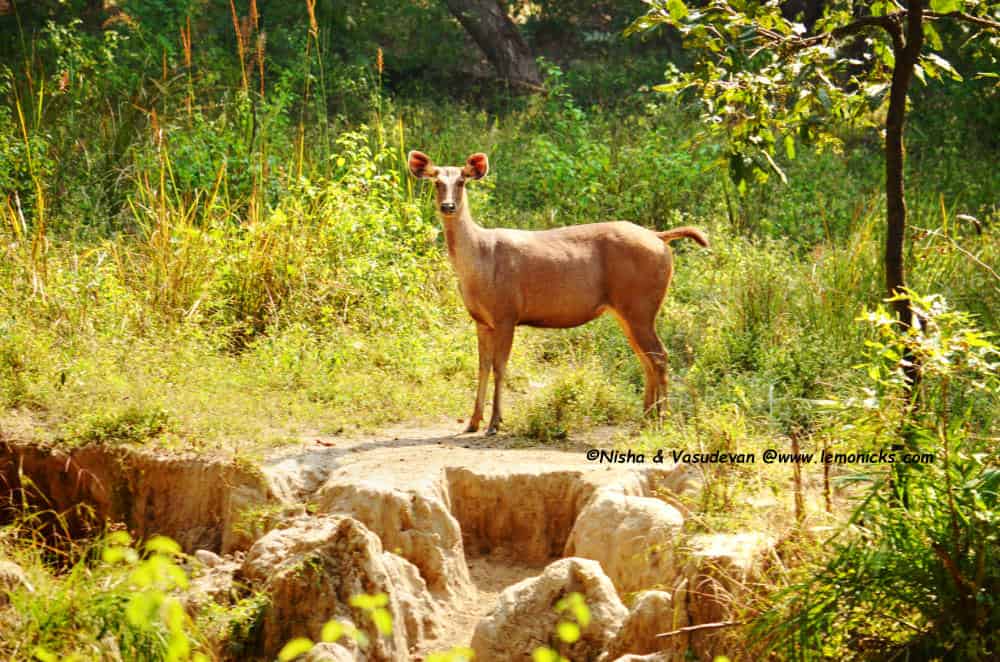 Sambhar deer in Kanha @www.lemonicks.com jungle safari dos and don'ts guide