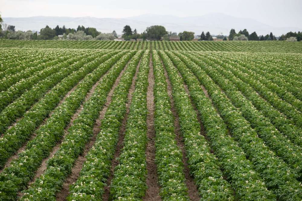 potato farm