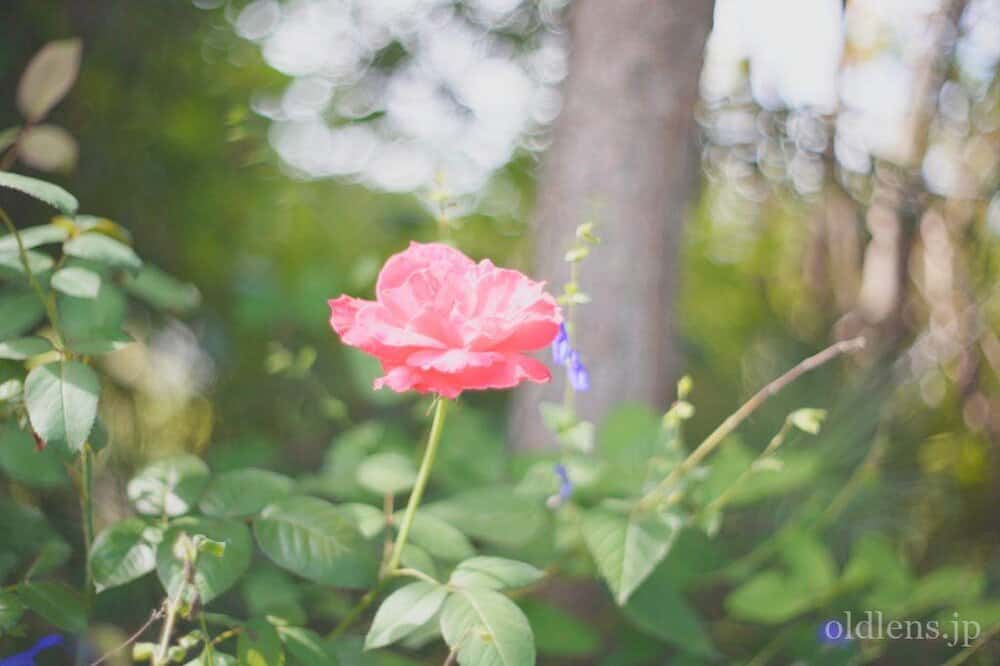 Oreston 50mm F1.8後期M42 Review作例 Meyer-Optik銘玉おすすめ