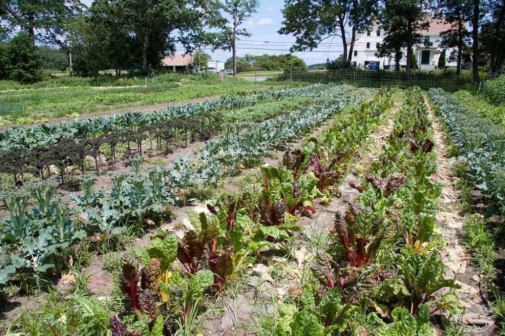 Learning How to Harvest Kale (Important Do’s & Don’ts) Properly Rooted