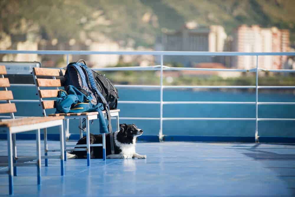 Travelling with a Dog in a Post COVID-19 World​ 
