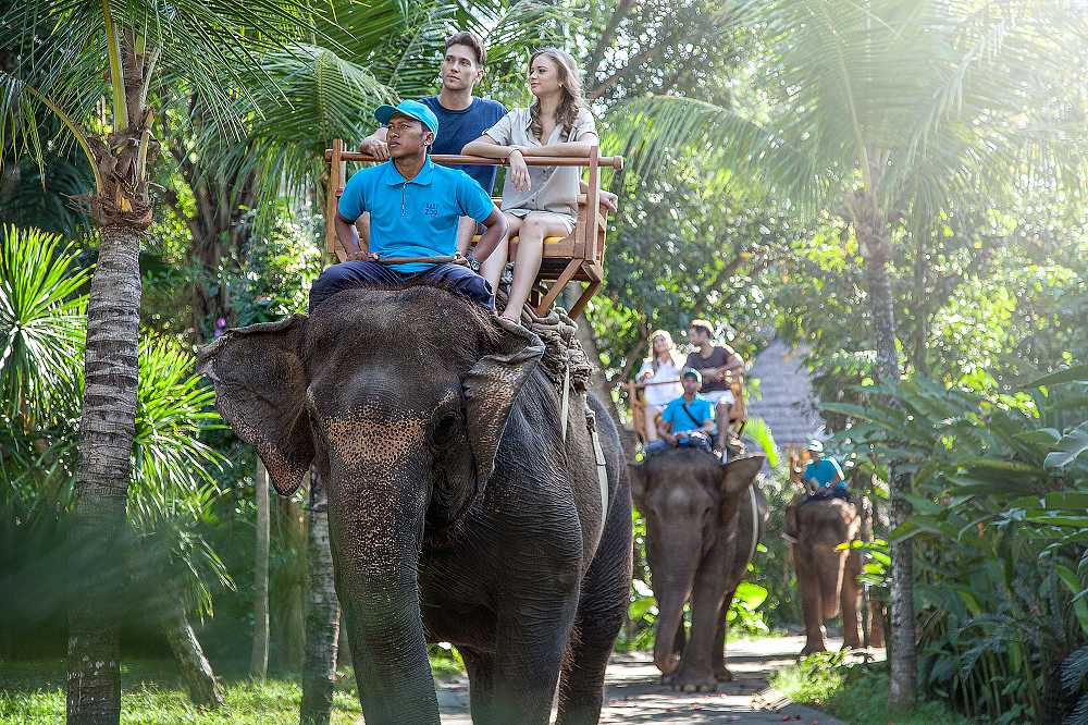 bali zoo elephant ride