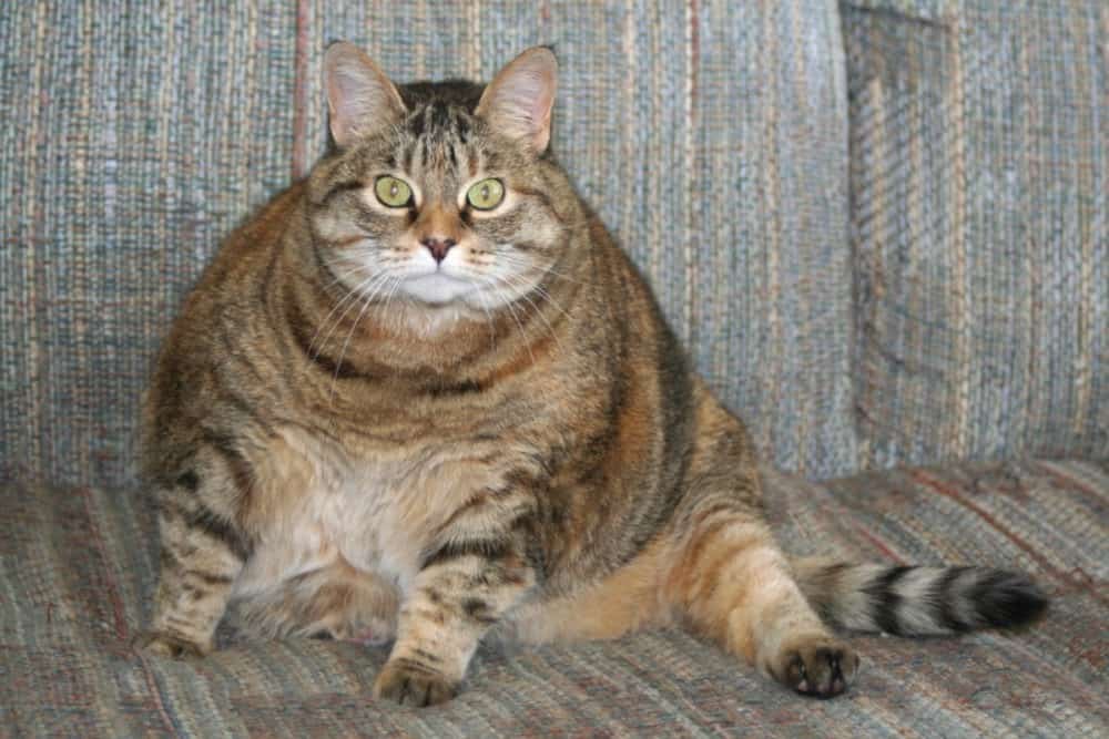 Obese brown tabby