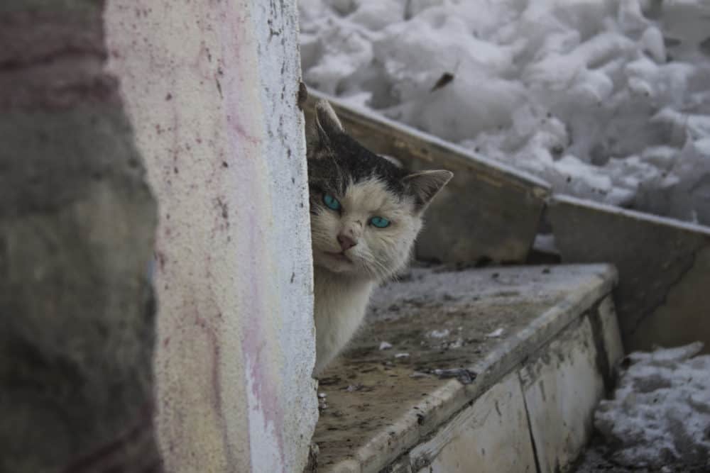 Keep Kitty Warm: Feral Cat Winter Safety 1