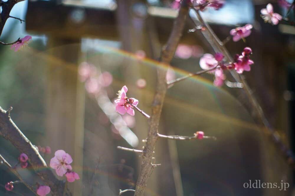 レンズ(単焦点) YASHICA AUTO YASHINON-DX 50mm F1.4 Y125 Legacy Lens Review: Yashinon-DX 50mm f1.4 - The Noisy Shutter