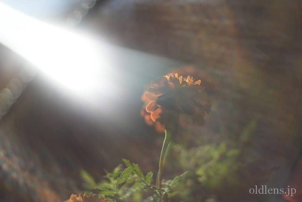 Pentacon Prakticar 50mm f2.4 MC review作例 元メイヤー Bokeh