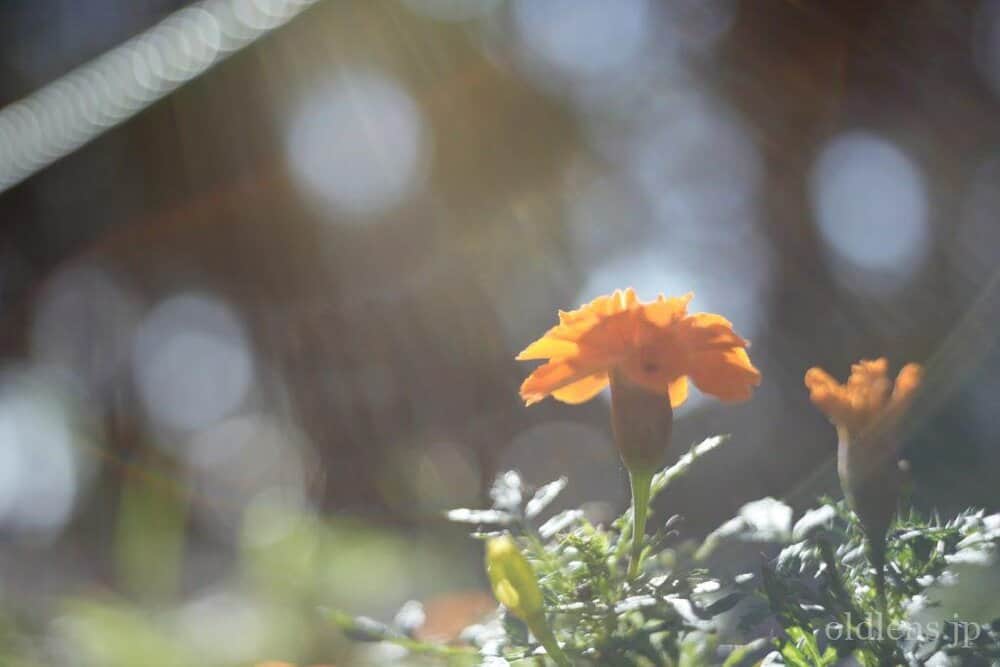 Pentacon Prakticar 50mm f2.4 MC review作例 元メイヤー Bokeh