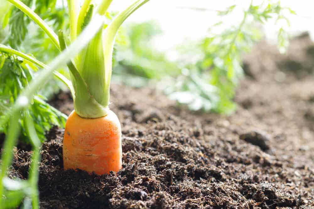 Tips To Make Your Garden A More Useable Space