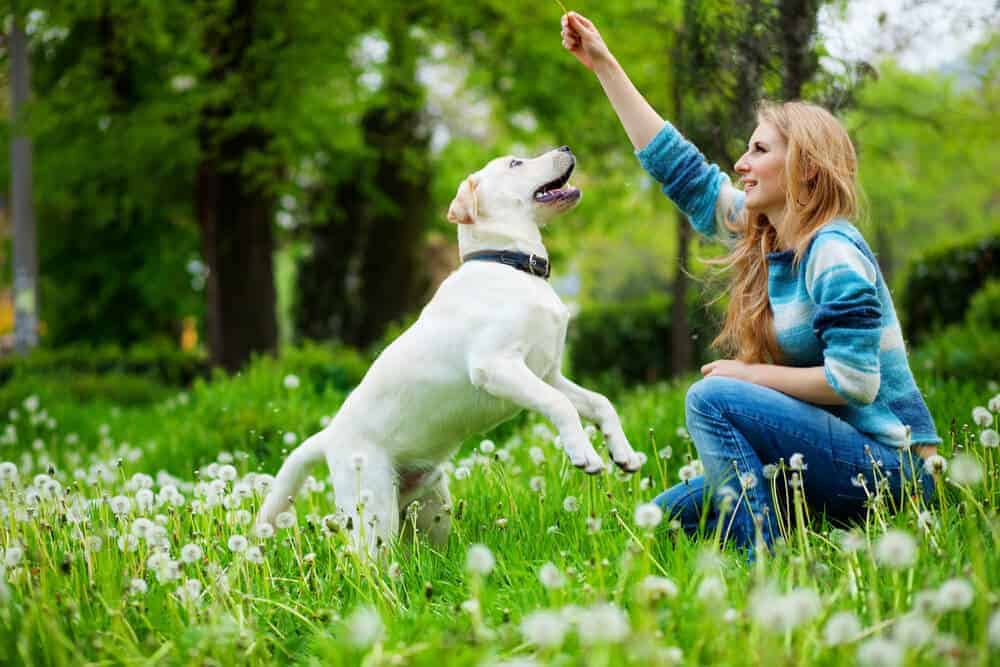 3 Tips Your Pet Will Thank You For