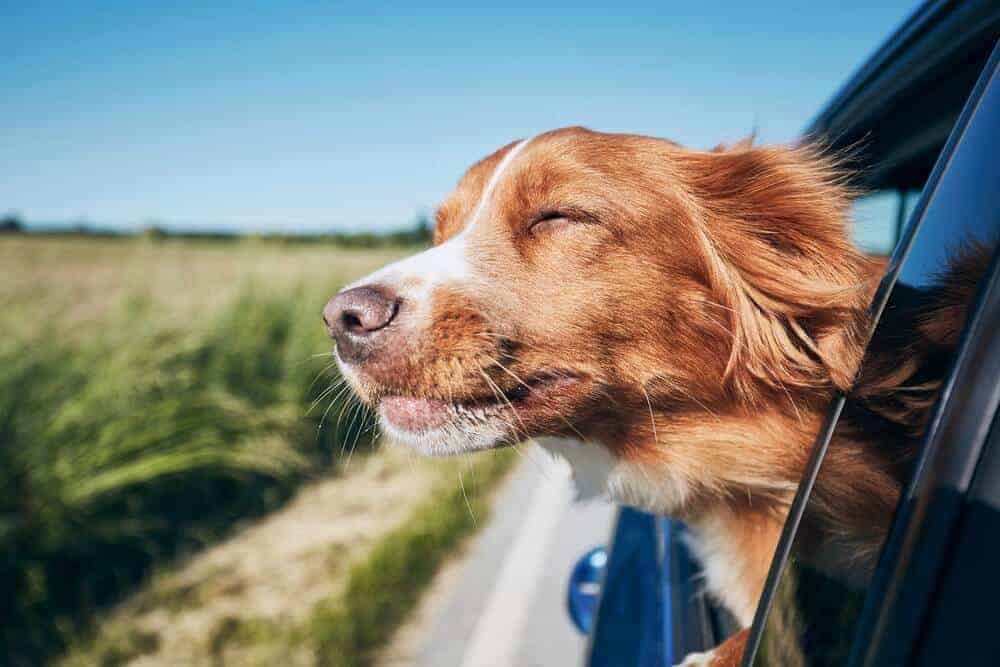 How To Stop Car Sickness In Dogs