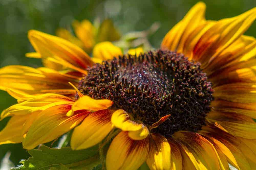 Dog-safe-summer-plants-sunflower