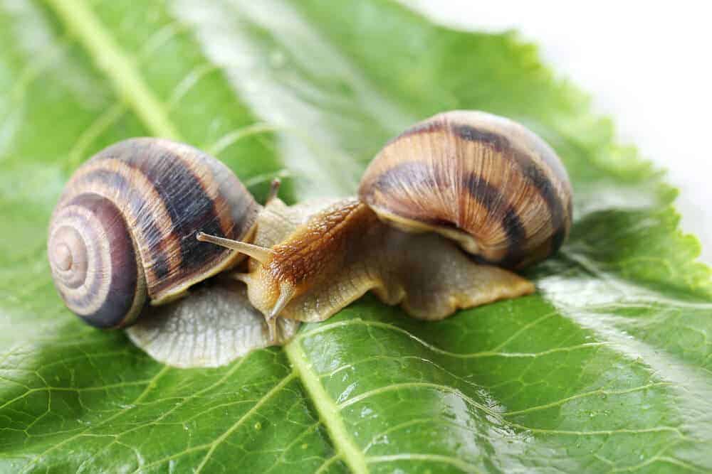How To Humanely Get Rid of Slugs and Snails from Your Garden