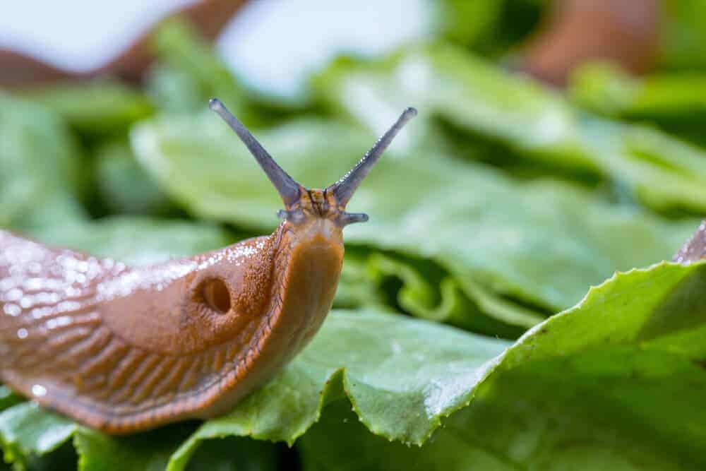 slugs