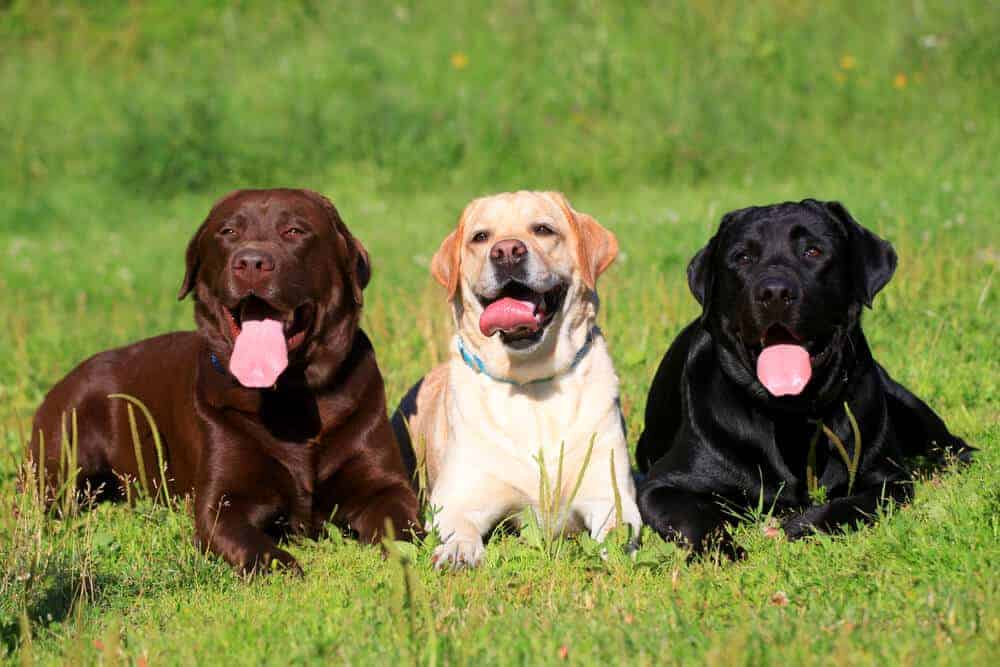 Two types of sales labradors