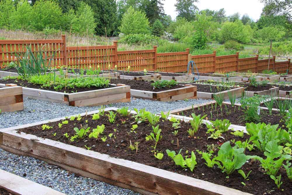 community-garden-growing-vegetables-from-raised-beds