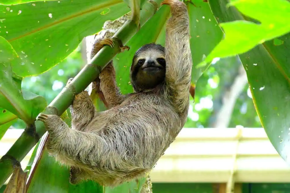 family -friendly places to visit in Costa Rica - Sloth in Puerto Viejo, Costa Rica