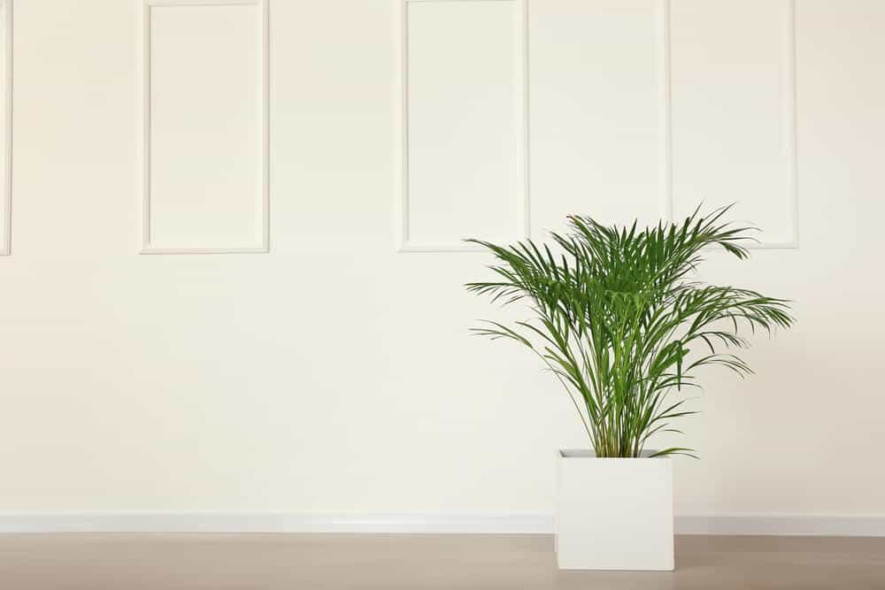 Areca Palm - Ways To Help Bring The Outdoors Inside Your Home