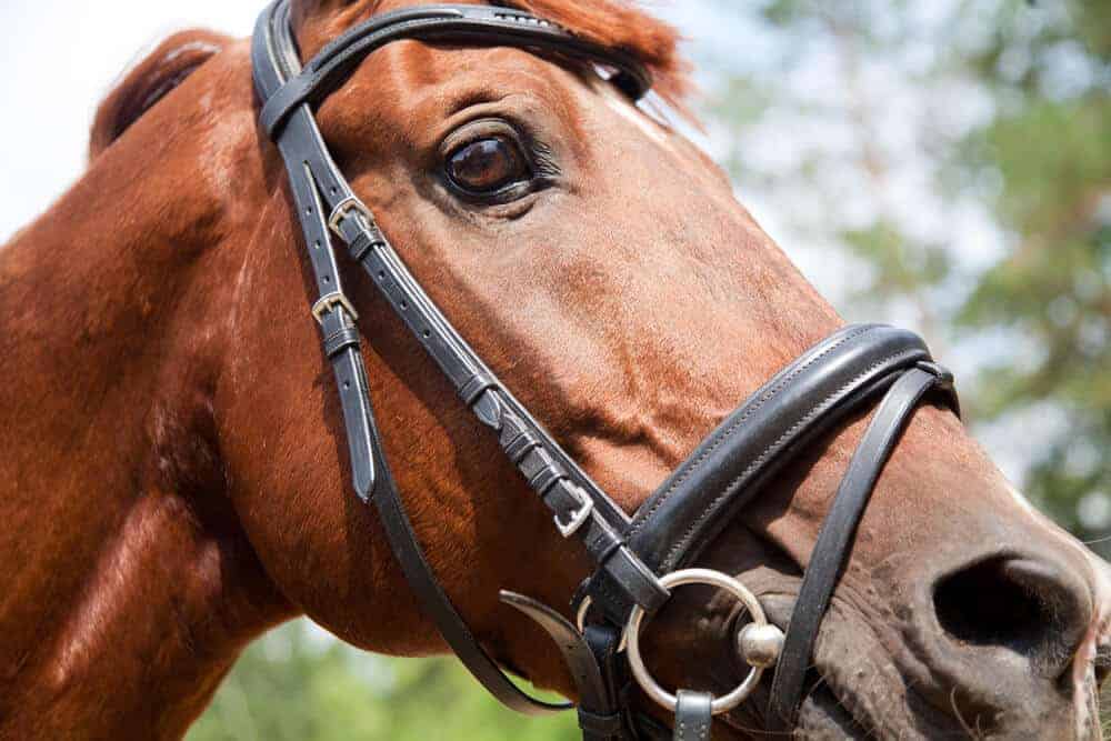 Best Training Advice To Tame A Young Horse