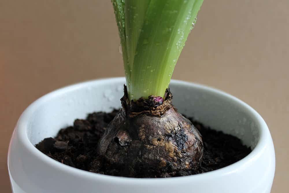 How To Grow Tulips In Water or Soil Indoors Rachel Bustin