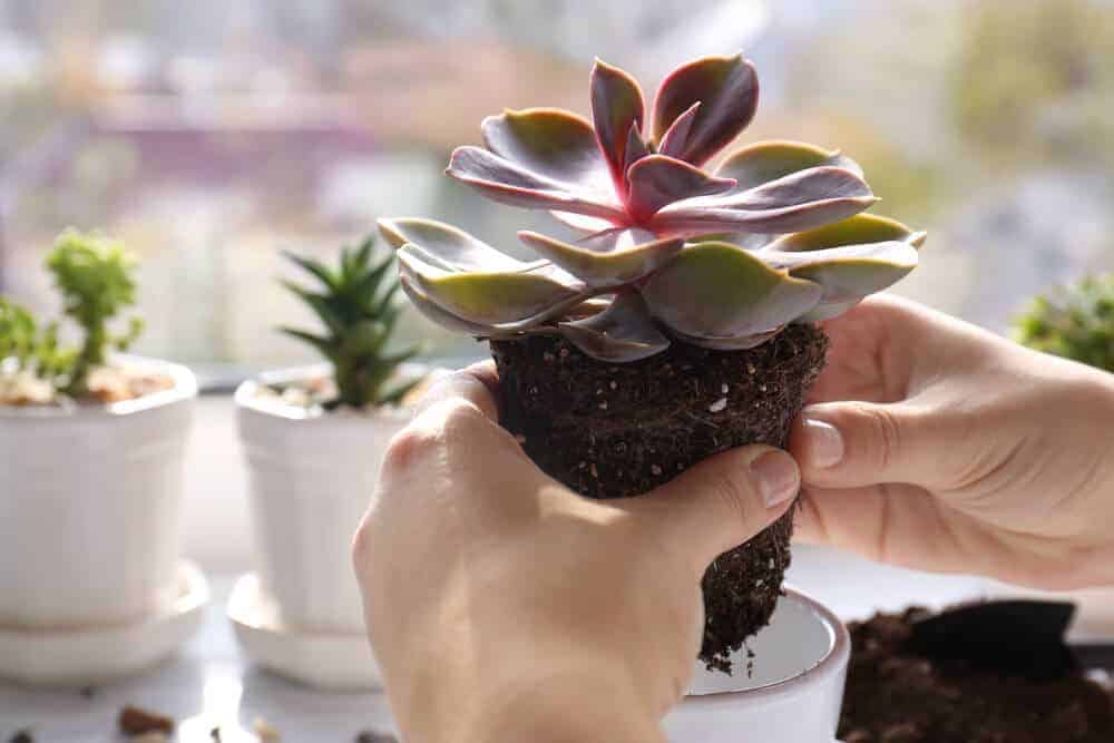 Tips on How to Care for a Succulent