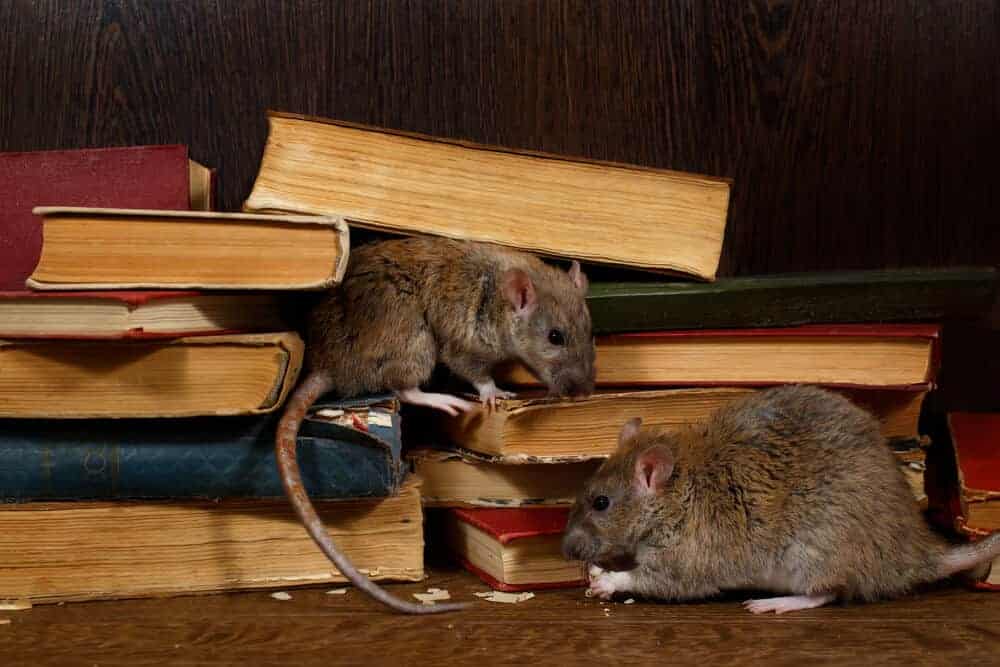 What is The Vital Role of Pest Control in Protecting Your Home