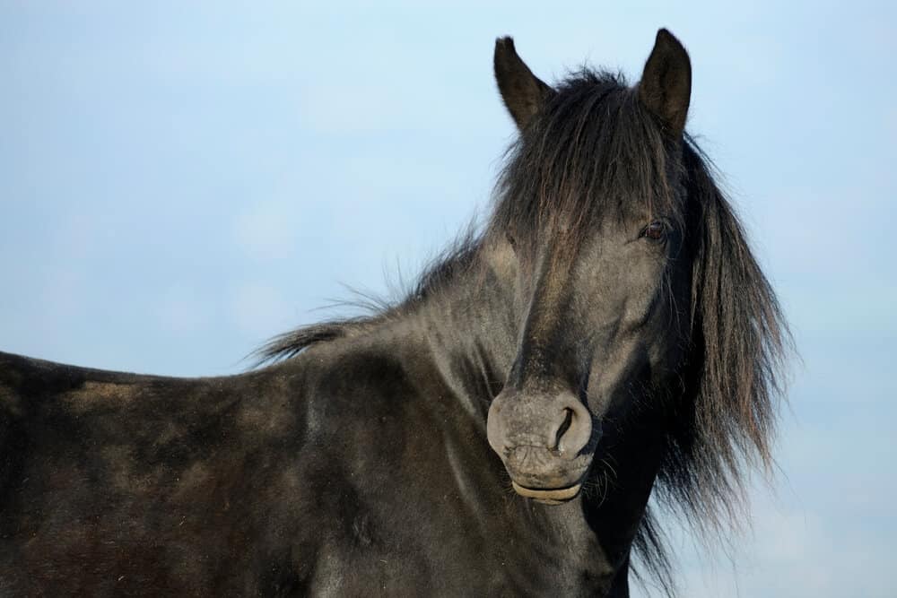 Equine Nutrition: Understanding the Importance of a Well-Balanced Diet