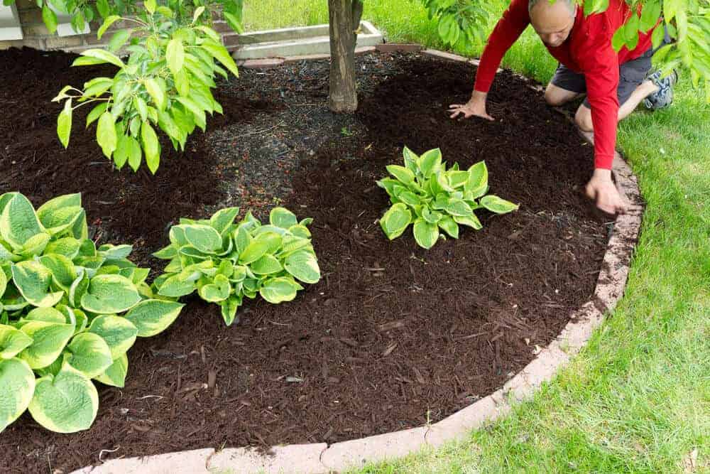 Why Mulching Matters for Your Garden Health