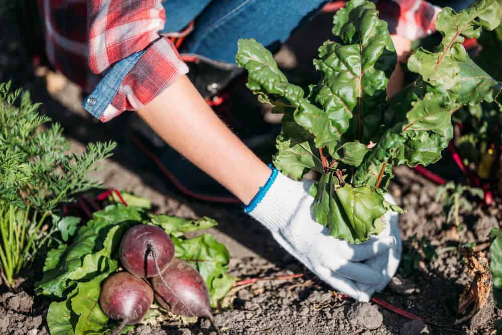The Ultimate Year-Round Garden Maintenance Guide