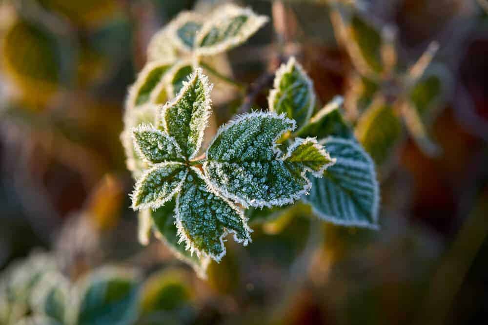 winter garden