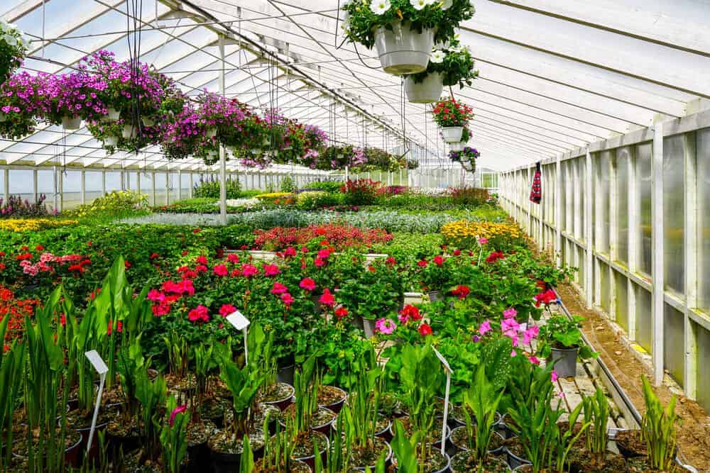 Key Factors That Determine Success in Commercial Greenhouse Operations