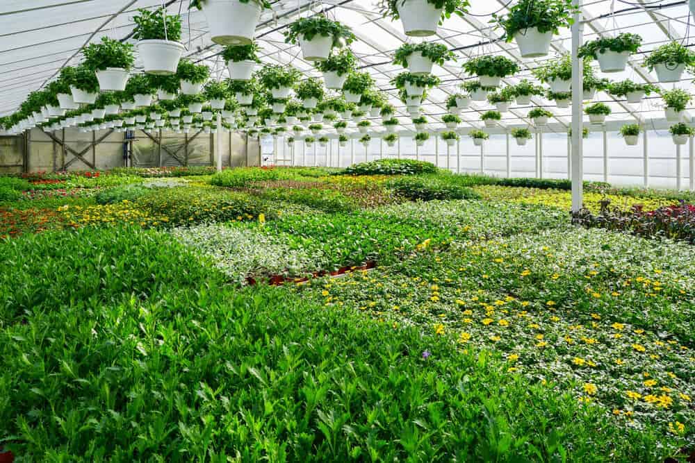 Key Factors That Determine Success in Commercial Greenhouse Operations