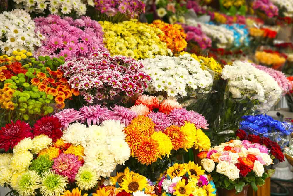 Top 5 Wholesale Flower Stores