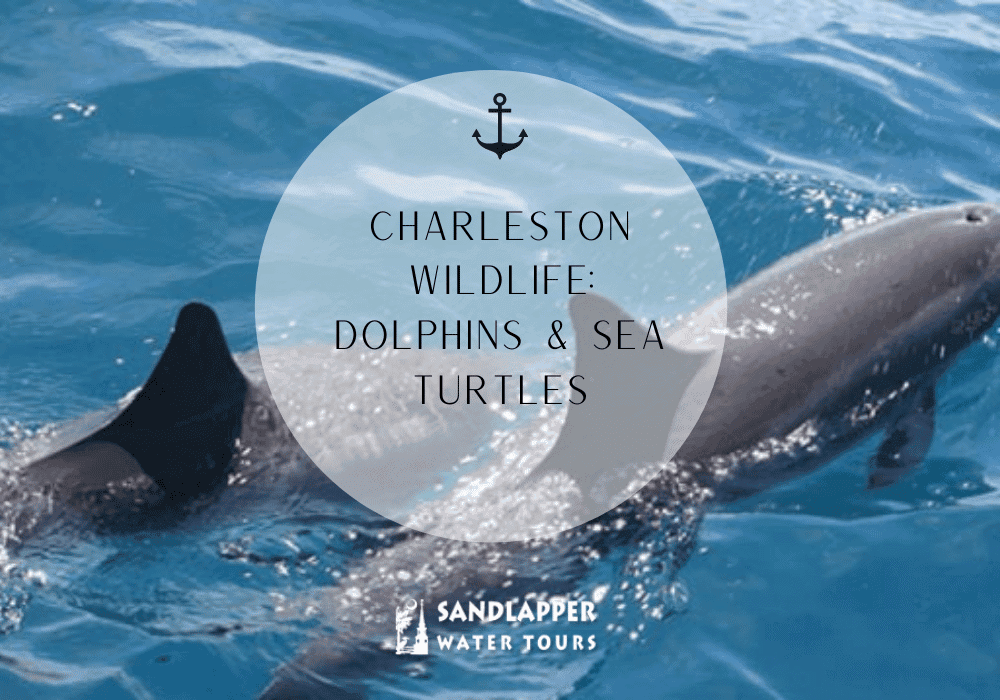 Charleston Waterways: Dolphins & Sea Turtles