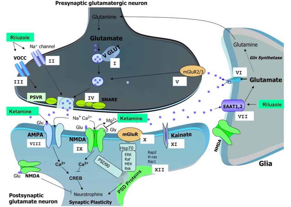 presynaptic glutamatergic neuron