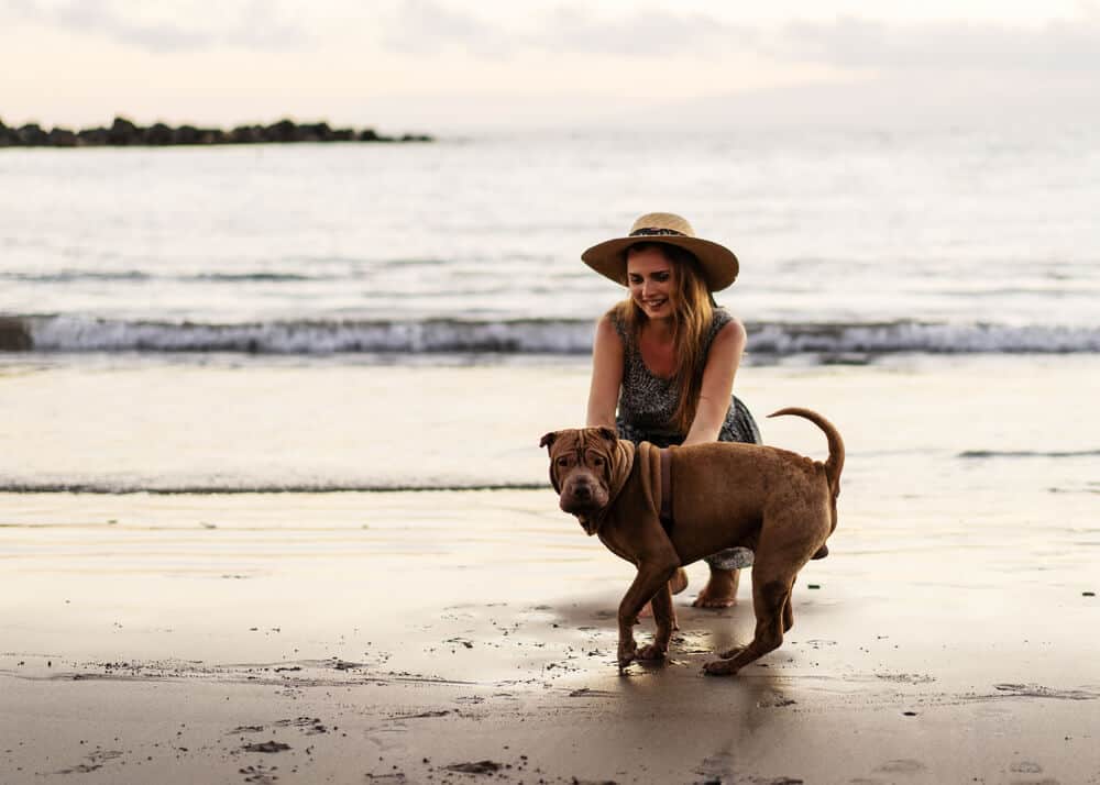 Taking Your Dog Abroad? Here Are 8 Things You Need to Know