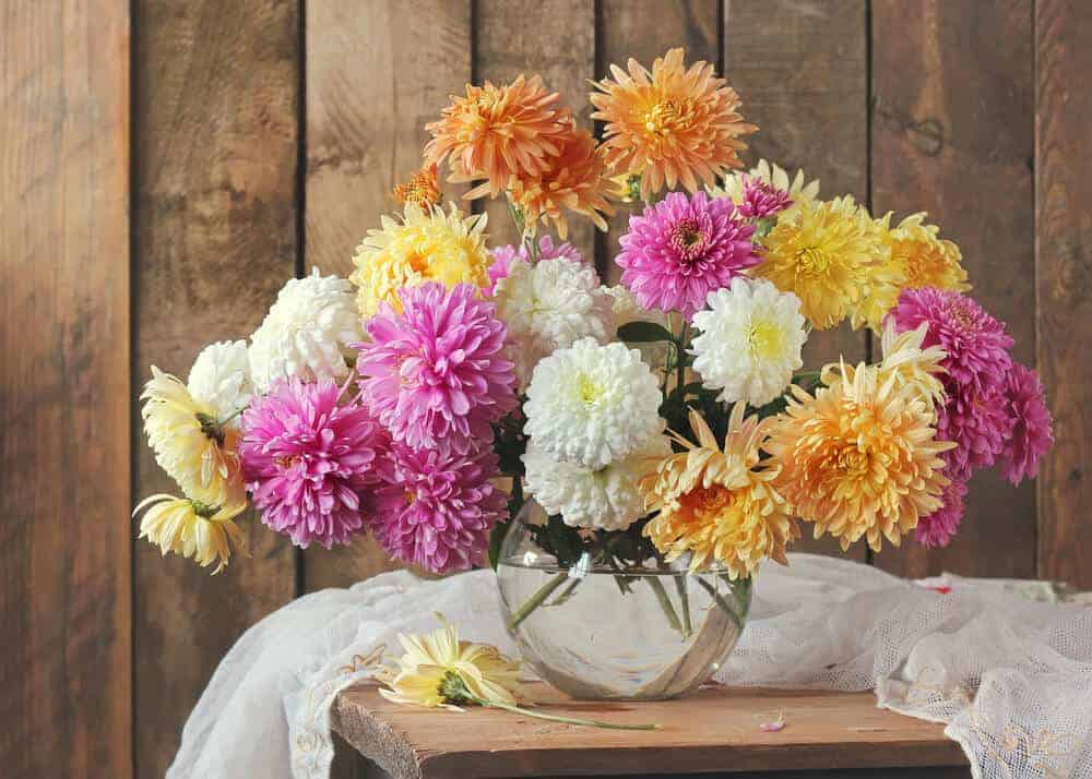 November is the Month of the Chrysanthemum